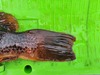 Greenling tail thumb