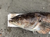 Aoty 2025 lingcod 2 thumb