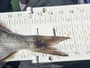 Aoty 2025 surf perch 2 thumb