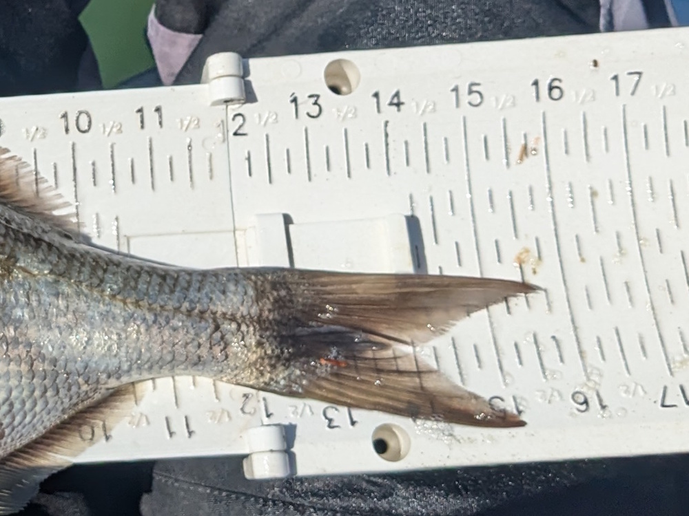 Aoty 2025 surf perch 2