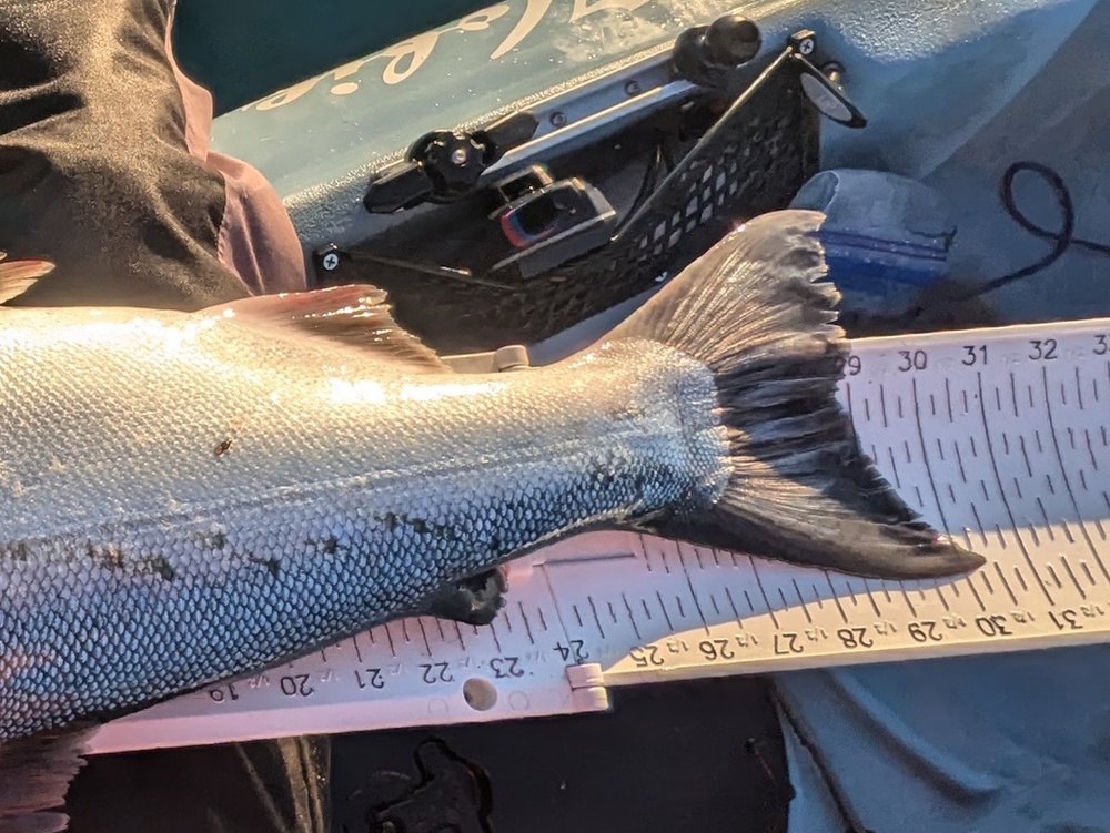 Aoty 2025 coho 2
