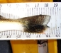 18.5 walleye tail thumb