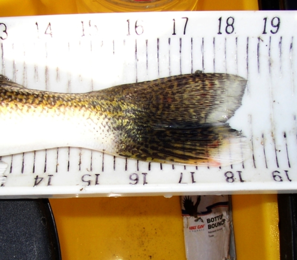 18.5 walleye tail