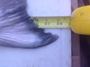 8.25 fish tail thumb