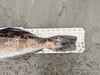 Aoty 2025 lingcod 3 thumb