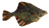 Flounder-thumb