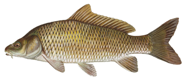 Common carp medium