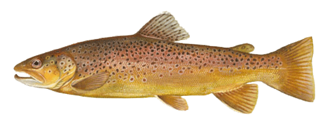 Brown trout medium